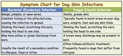Dog Skin Infection How To Recognize And Treat The Symptoms