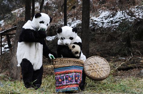 How To Become A Panda Nanny The Greatest Job Ever Huffpost