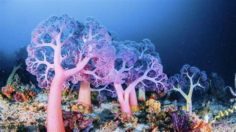 recifes de coral em alto mar são descobertos mar sem fim