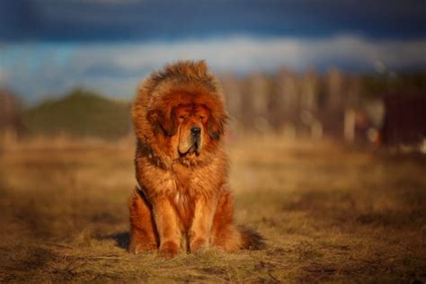 Tibetan Mastiff Dog Breed Info Pictures Personality And Facts Hepper