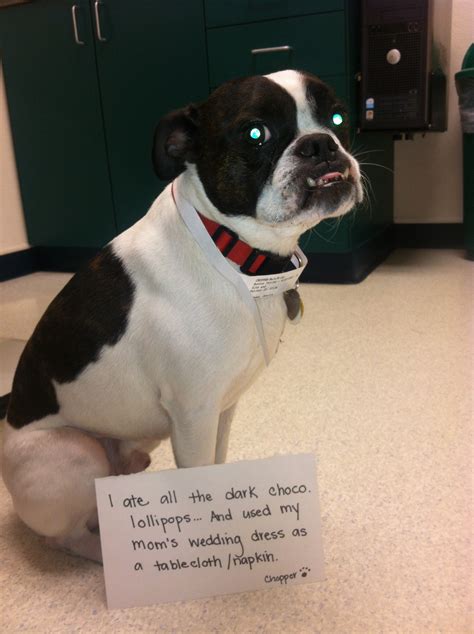 I Just Wanted To Be Part Of Your Special Day Dogshaming