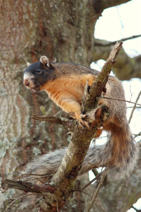 Fox Squirrels Numbers Declining