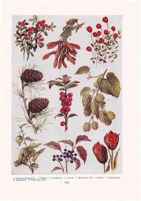 1947 Botany Print Trees And Berries Vintage Plant Home