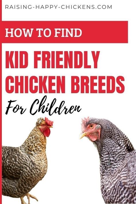 Chicken Breeds For Children Which Are The Best Chickens Backyard