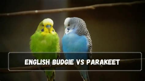 English Budgie Vs Parakeet 2022 Comparison Guide Birds News