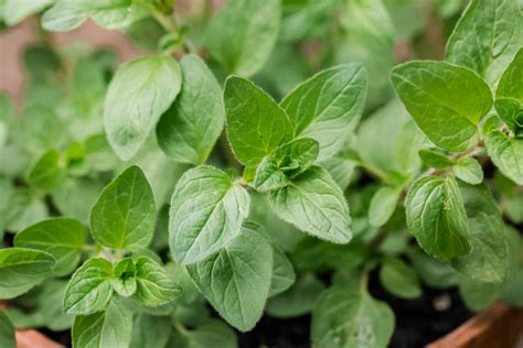 Oregano How To Grow Dry And Use This Herb