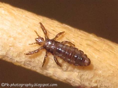 Head Lice Life Cycle Nature Cultural And Travel Photography Blog