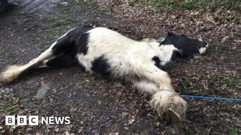 Dead Pony Found Tied Up And Dumped Near Ashford In Kent Bbc News