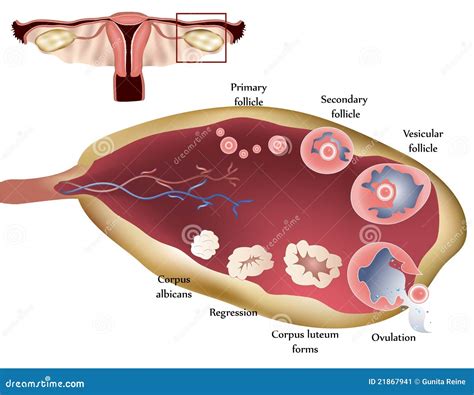 Ovario Imagen De Archivo Imagen 21867941