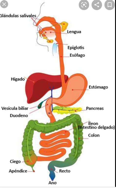 Sistema Digestivo Proceso