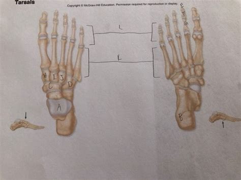 Tarsals Diagram Quizlet