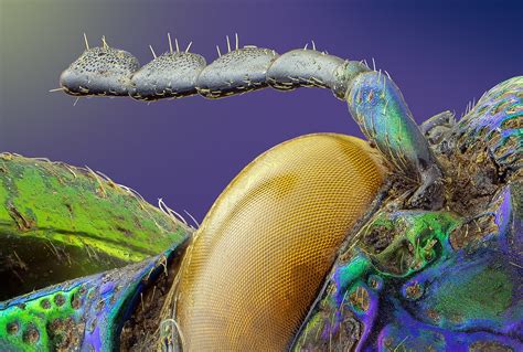 Jewelbeetle Adalbert Flickr