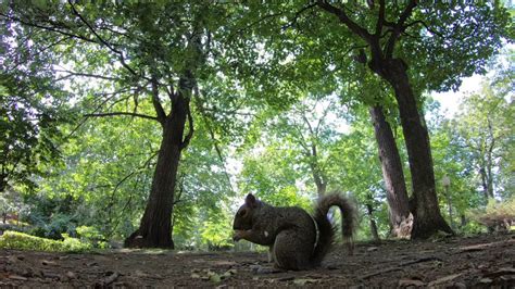 This Is The Cutest Squirrel Video Ever Youtube