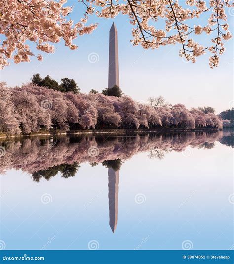 Washington Monument Towers Above Blossoms Stock Photo Image Of