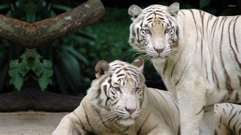 White Siberian Tiger Wallpapers Wallpaper Cave