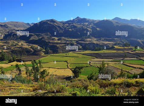 Colca Canyon Agriculture Terraces In Spring Arequipa Peru Stock Photo