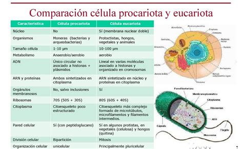 Cuadro Comparativo Entre Clula Eucariota Y Procariota Cuadro