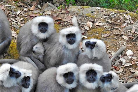 Himalayan langurs will move outside protected areas as climate changes