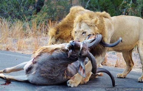 Armanik Edu Blog Welcomes You Amazing Lion Attack Photos