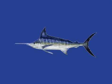 Striped Marlin Tuna Australia