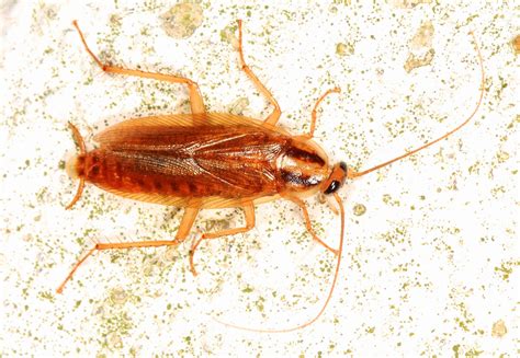 Most Common Orlando Insect Pests