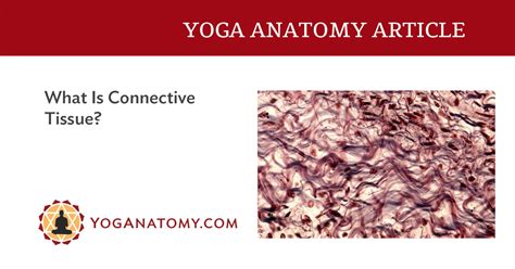 What Is Connective Tissue And What Is It Made Of Yoganatomy