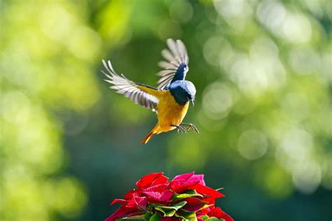 2 Astuces Pour Attirer Les Oiseaux Dans Son Jardin Jardiner Facile