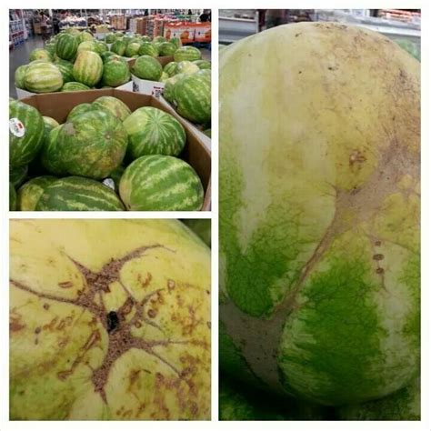 If the watermelon is ripe, the curly tendril should be almost completely. Awesome | Sweet watermelon, Watermelon, Fruit
