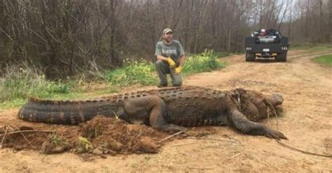700 Pound Alligator Is So Massive People Thought It Was A Hoax