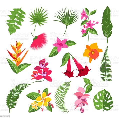 exotic tropical flowers and leaves vector illustrations of plants stock illustration download