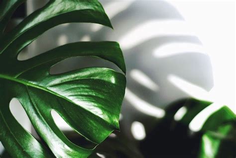 8 Ways Indoor Plants Can Improve Your Health | Plants, Large indoor plants, Indoor plants