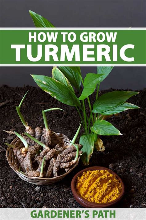 How To Plant And Grow Turmeric Gardener S Path