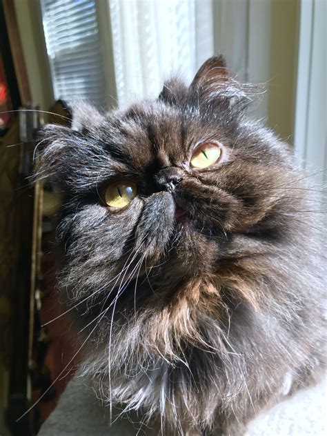 You can expect a deluge of kitten videos when we have a litter of kittens in. Black Persian | Teacup persian cats, Persian kittens ...