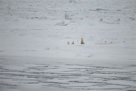 Polar Bear With Cubs Walking In An Arctic Stock Image Image Of