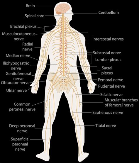 The nervous system is the major controlling, regulatory, and communicating system in the body. Labeled Picture Of The Nervous System Nervous System Wikipedia | Peripheral nervous system ...