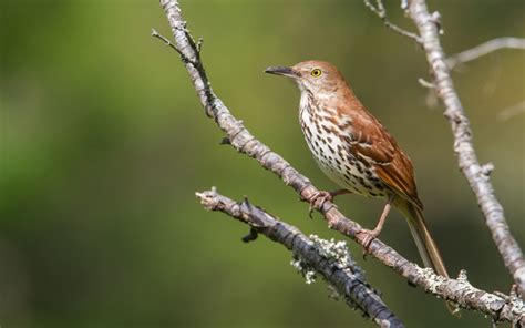 Brown Thrasher Roads End Naturalist