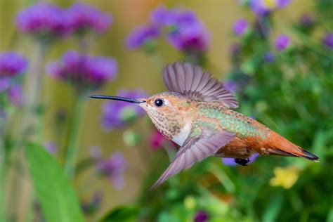 Roy Dunn Hummingbirds In Nature