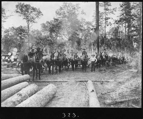 Camp 2 Four Mule Logging Teams The Portal To Texas History