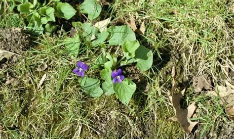 20 Weeds With Purple Flowers Easy Identification