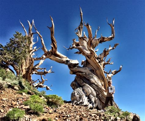 Ancient Bristlecone Pine Forest — Old Growth Forest Network