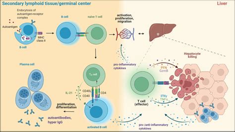 Potential Roles Of B Cells In The Pathogenesis Of Autoimmune Hepatitis