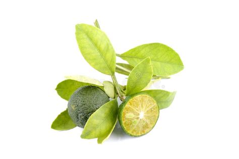 Group Of Green Calamansi And Leaf Used Instead Of Lemon Isolated On