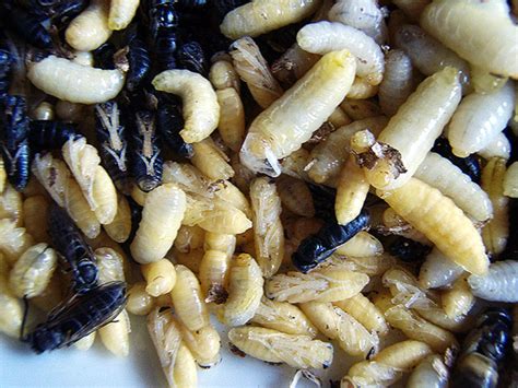 Good Grub 13 Edible Bugs Cbs News