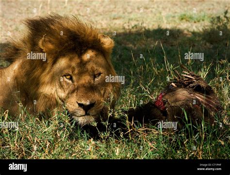 Lion With Prey Stock Photo Alamy