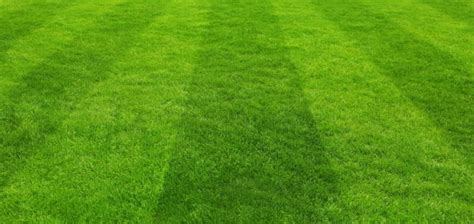 5 Tips For Mowing Straighter Lines In Your Lawn Care For Your Lawn