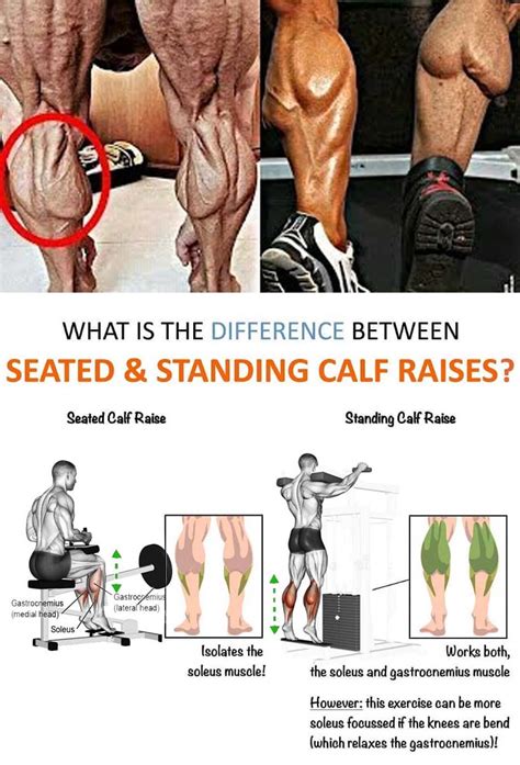 Standing Calf Raise Vs Seated Calf Raise Difference Tips Benefits
