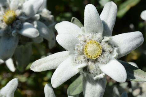 Edelweiss The National Flower Of Switzerland