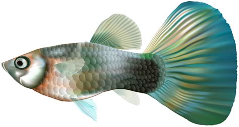 Library Of Free Downloadable Picture Transparent Library Fish Png