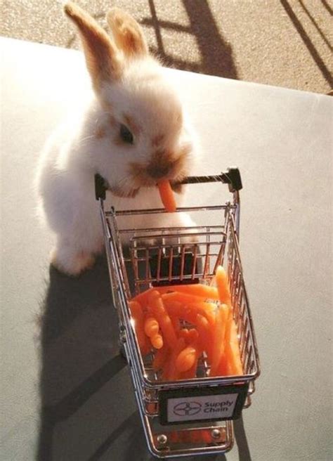 Cute Bunny Eating Carrots Cute Little Animals Cute Puppies Tiny