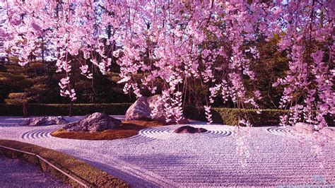 Cherry Tree Blossom Wonderful Carpet Of Spring Flowers Wallpaper